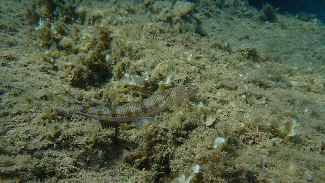 Bluestripe lizardfish or lizard fish (Synodus saurus) undersea, Aegean Sea, Greece, Alonissos island, Chrisi Milia beach