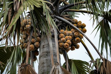 bunch of fruits on an African palm tree