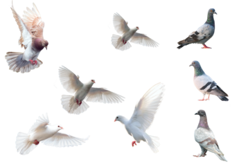 set of birds, set of flying birds, pigeon flying , pigeons isolated on white transparent background
