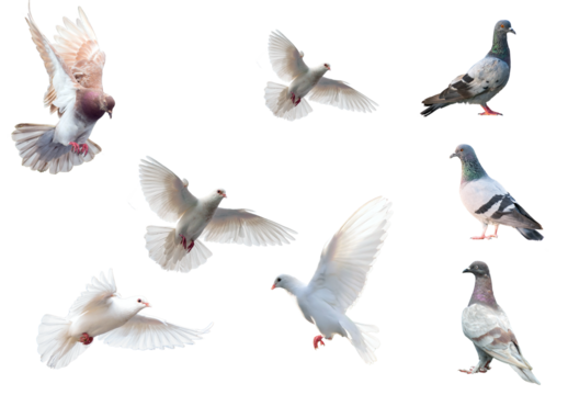 set of birds, set of flying birds, pigeon flying , pigeons isolated on white transparent background