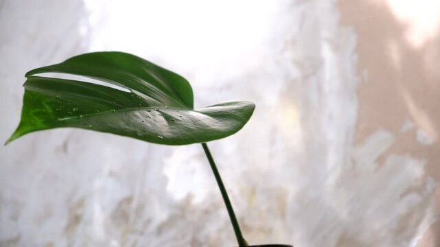 Red  vase with tropical leaf monstera,  white beige background wall with casting shadows. Copy space. Minimal modern interior decoration concept. wabi sabi style aesthetics. Sustainable