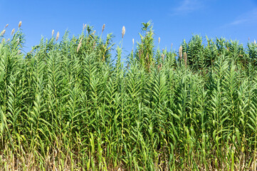 Obraz premium Vegetal wall of Miscanthus giganteus contrasting with blue sky.