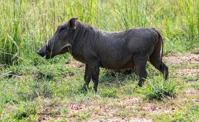 Fototapeta premium warthog searching for food at Murchison wildlife reserve in Uganda