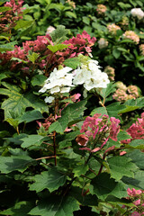 white and pink flowers of hydrangea bush in park