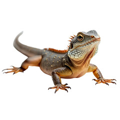 Obraz premium bearded dragon lizard ,isolated on white background , transparent png image