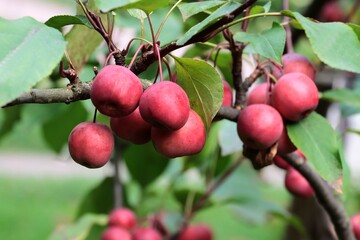 red fruits of Malus purpurea tree close up