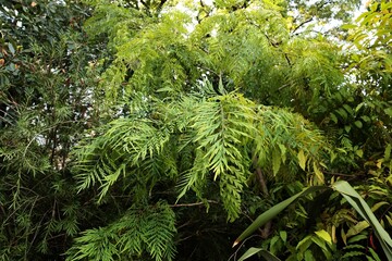 Grevillea robusta-Proteaceae family in park