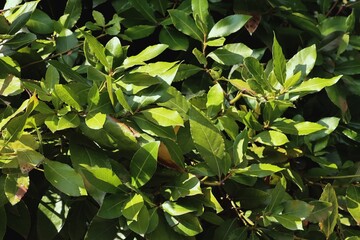 green foliage of Laurus Nobilis ,bush-Lauraceae Family