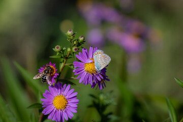 A Common blue butterfly (Polyommatus icarus), perched on Michaelmas daisies (Aster).