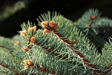 Fototapeta premium twig of spruce coniferous tree and cones