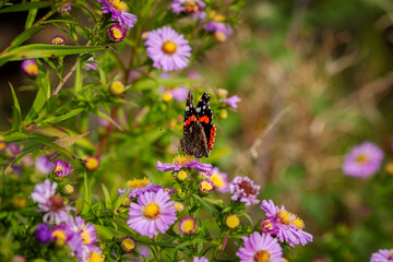 Red admiral butterfly (Vanessa atalanta) enjoying some late summer sunshine on Michaelmas daisies...