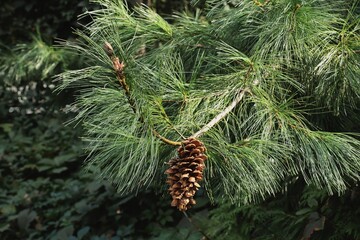 Pinus Wallichiana coniferous tree with long,big cones