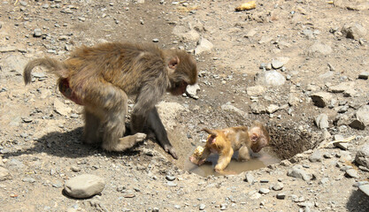 Monkey mother watching her kid to drinking water 