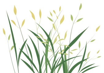 PNG A Grass grass backgrounds plant.