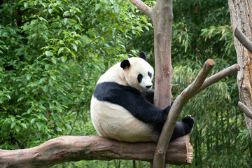 Female Panda, Rui Rui, Wolong Panda Base