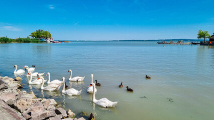 Group of swans and ducks near Keszthely Island Bath on Lake Balaton, Hungary. Lakeside scene with wooden structure. Multiple towers with pointed roofs and ornate details. Unique bathhouse spa complex