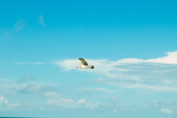 bird photography, bird flying over sea foreground, seagull, seagull over ocean, portrait photography of bird, sunny weather