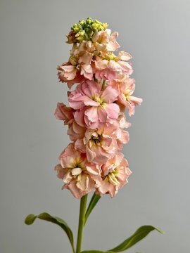 Fresh pink matthiola flower
