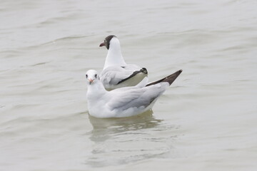 This photograph features a Brown-headed Gull in flight over the coastal waters of Odisha. With its distinctive brown head and white body, the gull gracefully soars above the ocean, 