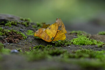 Autumn Concept, Dried Leaf on the ground