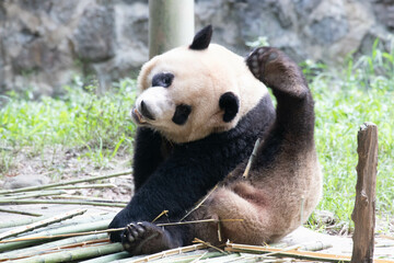 Funny Pose of Giant Panda
