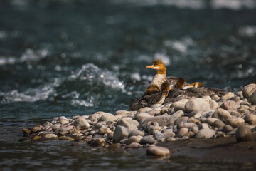 Merganser ducks (mergus merganser) resting on a rock island at dusk in the middle of the Sanake River, Wyoming, USA.