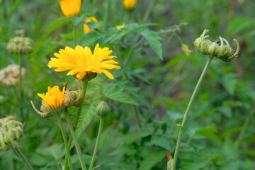 Calendula officinalis is blooming. Romantic plants. Yellow floral background. Cottage garden.