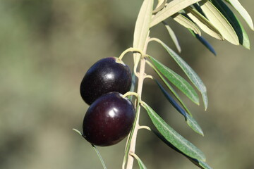 olive branch with black olives
