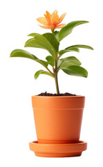 Obraz premium PNG Flower pot plant petal leaf.