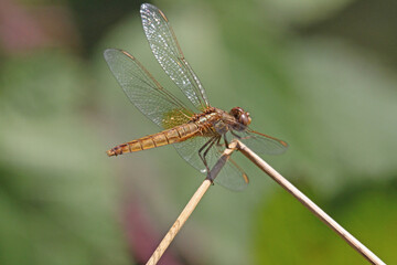 libellula gialla (Crocothemis erythraea, femmina)