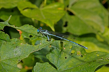 piccola libellula dalle zampe appiattite (Platycnemis pennipes)