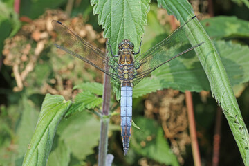 grande libellula azzurra (Orthetrum cancellatum)