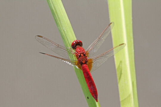 libellula rossa (Crocothemis erythraea, maschio)