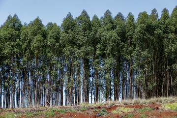 Reforested area with eucalyptus plantations lined up on a ravine, with the blue sky in the background.