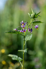 Bittersweet nightshade (solanum dulcamara) flowers
