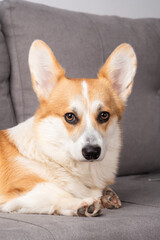 A small dog with a pink tongue is sitting on a couch
