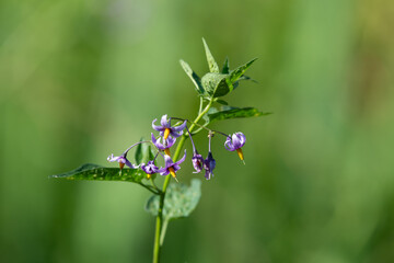Bittersweet nightshade (solanum dulcamara) flowers
