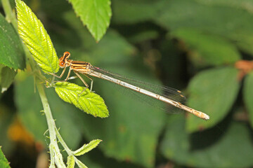 piccola libellula dalle zampe appiattite (Platycnemis pennipes)