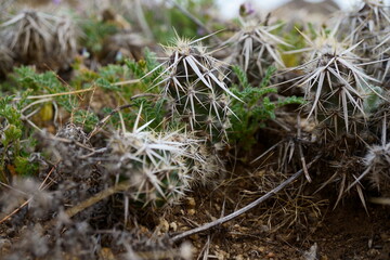 Sharp, Scary Spines on a Tiny Cactus