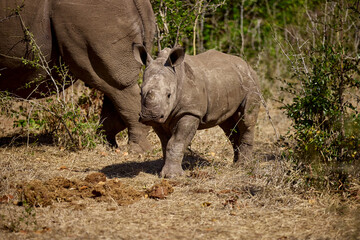 Obraz premium A baby white rhino, also known as a calf, is an incredibly adorable and curious creature. Born after a gestation period of about 16 to 18 months, a white rhino calf weighs between 40-65KG 