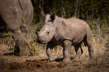 Obraz premium A baby white rhino, also known as a calf, is an incredibly adorable and curious creature. Born after a gestation period of about 16 to 18 months, a white rhino calf weighs between 40-65KG 