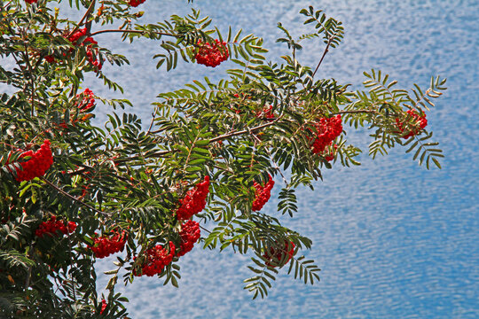 ramo di sorbo (Sorbus aucuparia) carico di bacche rosse