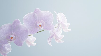 Fototapeta premium Delicate Lilac Orchid in Close-up Macro Shot with Soft Petals, Shimmering Sheen, and Intricate Speckles - Ultra-realistic Botanical Photography