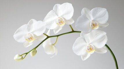 Elegant White Orchid with Lavender Accents - Detailed Macro Shot of Romantic Petals in Photorealistic Style