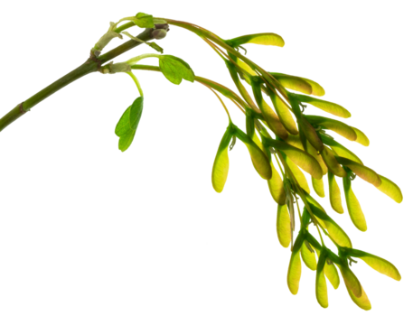 Yellow-green maple flower. Autumn background. banner.on transparent,png. autumn maple branches