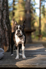 Boston terrier dog standing on wooden deck in forest