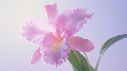 Macro Shot of Vibrant Fuchsia Orchid with Velvety Petals in Ultra-Detailed Photorealistic Display