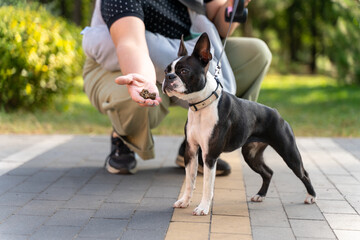 Boston terrier dog waiting for a treat from owner - Powered by Adobe