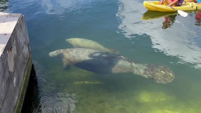 A Mother and baby manatee swim at the surface up to a break wall in Key Largo, Florida as locals and visitors look on in amazement.