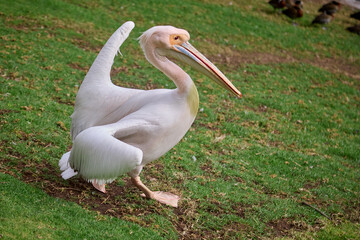 The white pelican (Pelecanus onocrotalus) is a large water bird known for its striking white plumage, long beak, and expansive wingspan. They are often found in lakes, rivers, and coastal waters.